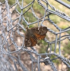 Synemon plana (Golden Sun Moth) at Forde, ACT - 24 Nov 2020 by JasonC