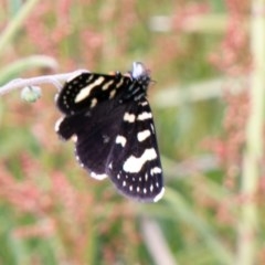 Phalaenoides tristifica (Willow-herb Day-moth) at Mount Clear, ACT - 23 Nov 2020 by SWishart