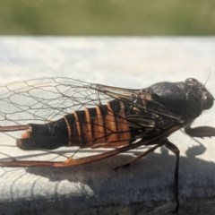 Yoyetta australicta (Southern Ticking Ambertail) at Lake George, NSW - 24 Nov 2020 by MPennay