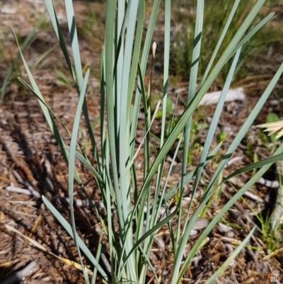 Lomandra sp. (A Matrush) at Griffith, ACT - 24 Nov 2020 by SRoss