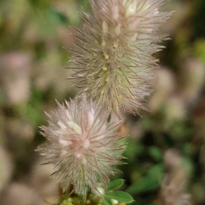 Trifolium arvense var. arvense (Haresfoot Clover) at Griffith, ACT - 24 Nov 2020 by SRoss