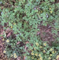 Erodium crinitum (Native Crowfoot) at Hughes, ACT - 24 Nov 2020 by jennyt
