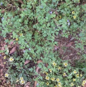 Erodium crinitum at Hughes, ACT - 25 Nov 2020 01:41 AM