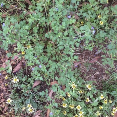 Erodium crinitum (Native Crowfoot) at Hughes, ACT - 24 Nov 2020 by jennyt