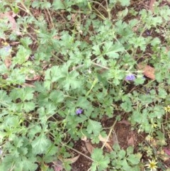 Erodium crinitum at Hughes, ACT - 25 Nov 2020