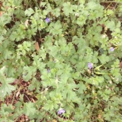 Erodium crinitum at Hughes, ACT - 25 Nov 2020 01:41 AM