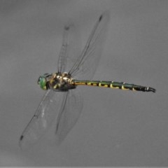 Hemicordulia australiae (Australian Emerald) at Forde, ACT - 24 Nov 2020 by JohnBundock