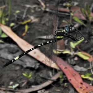 Parasynthemis regina at Forde, ACT - 25 Nov 2020