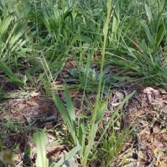 Plantago lanceolata (Ribwort Plantain, Lamb's Tongues) at Bass Gardens Park, Griffith - 24 Nov 2020 by SRoss