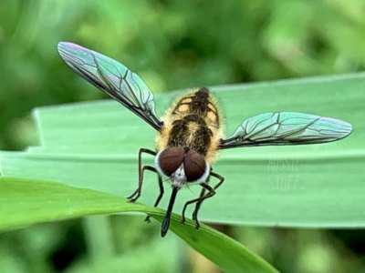Trichophthalma sp. (genus) (Tangle-vein fly) at Karabar, NSW - 24 Nov 2020 by aussiestuff
