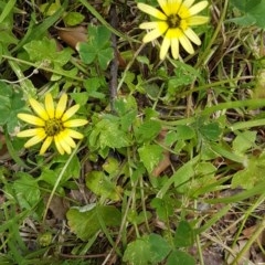 Arctotheca calendula (Capeweed, Cape Dandelion) at Griffith, ACT - 6 Nov 2020 by SRoss