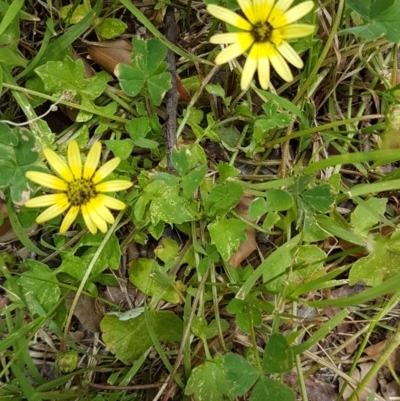 Arctotheca calendula (Capeweed, Cape Dandelion) at Griffith, ACT - 6 Nov 2020 by SRoss
