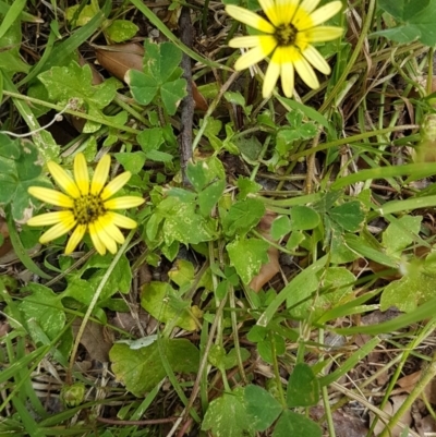 Arctotheca calendula (Capeweed, Cape Dandelion) at Bass Gardens Park, Griffith - 5 Nov 2020 by SRoss