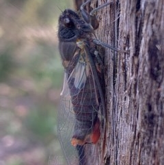 Yoyetta timothyi (Brown Firetail Cicada) at Mount Jerrabomberra QP - 24 Nov 2020 by aussiestuff