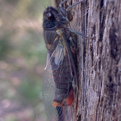 Yoyetta timothyi (Brown Firetail Cicada) at Jerrabomberra, NSW - 24 Nov 2020 by aussiestuff