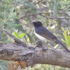 Rhipidura leucophrys at Yass River, NSW - 25 Nov 2020