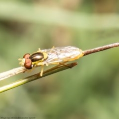 Sphaerophoria macrogaster (Hover Fly) at Holt, ACT - 24 Nov 2020 by Roger