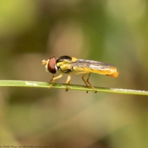 Sphaerophoria macrogaster at Holt, ACT - 25 Nov 2020 12:37 AM