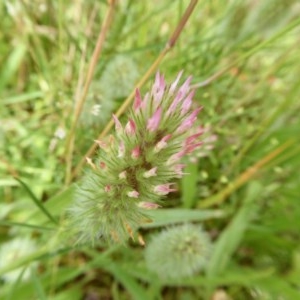 Trifolium angustifolium at Yass River, NSW - 23 Nov 2020 10:57 PM