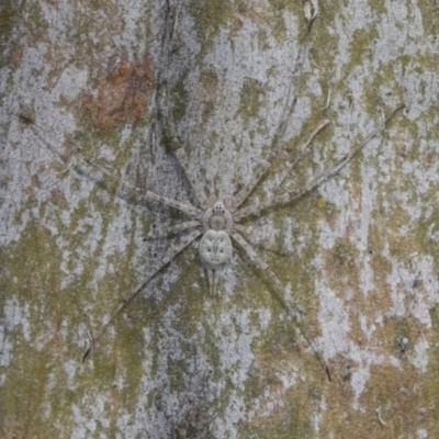 Tamopsis sp. (genus) (Two-tailed spider) at Higgins, ACT - 24 Nov 2020 by AlisonMilton