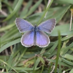 Zizina otis (Common Grass-Blue) at Higgins, ACT - 24 Nov 2020 by AlisonMilton