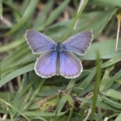 Zizina otis (Common Grass-Blue) at Higgins, ACT - 23 Nov 2020 by AlisonMilton