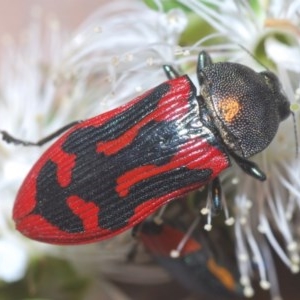 Castiarina indistincta at Jerrabomberra, NSW - 24 Nov 2020