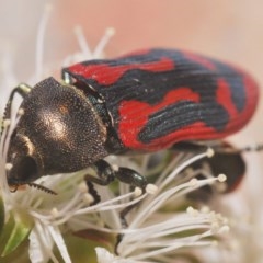 Castiarina indistincta at Jerrabomberra, NSW - 24 Nov 2020