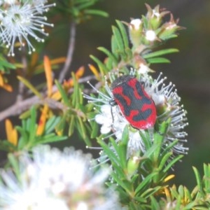 Castiarina indistincta at Jerrabomberra, NSW - 24 Nov 2020