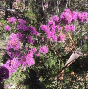 Kunzea parvifolia at Peak View, NSW - 17 Nov 2020 11:24 PM