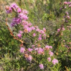 Kunzea parvifolia at Peak View, NSW - 17 Nov 2020 11:24 PM