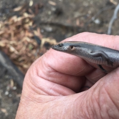 Acritoscincus platynotus (Red-throated Skink) at Jerangle, NSW - 18 Feb 2020 by Hank