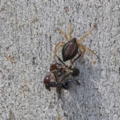 Euryopis umbilicata (Striped tick spider) at Holt, ACT - 23 Nov 2020 by AlisonMilton