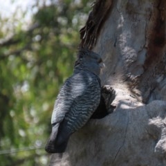 Callocephalon fimbriatum (Gang-gang Cockatoo) at Hughes, ACT - 24 Nov 2020 by AndrewZelnik