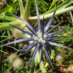 Eryngium ovinum at Cook, ACT - 15 Nov 2020