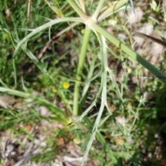 Eryngium ovinum at Cook, ACT - 15 Nov 2020