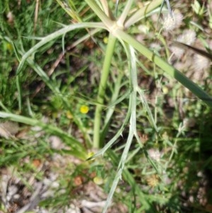 Eryngium ovinum at Cook, ACT - 15 Nov 2020