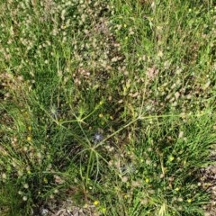 Eryngium ovinum at Cook, ACT - 15 Nov 2020