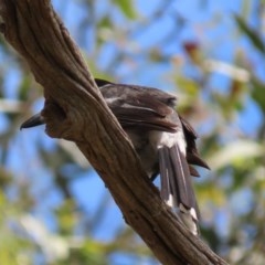 Cracticus torquatus (Grey Butcherbird) at Hughes, ACT - 25 Nov 2020 by AndyRoo