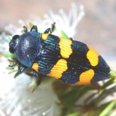 Castiarina klugii at Karabar, NSW - 21 Nov 2020