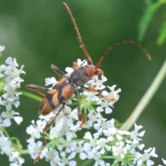 Aridaeus thoracicus (Tiger Longicorn Beetle) at Stromlo, ACT - 23 Nov 2020 by Harrisi