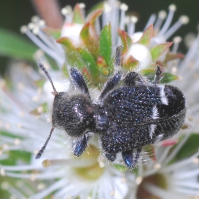 Zenithicola funesta (Checkered beetle) at Jerrabomberra, NSW - 23 Nov 2020 by Harrisi