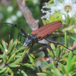 Tropis roei at Jerrabomberra, NSW - 23 Nov 2020