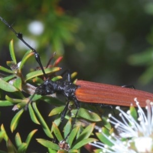 Tropis roei at Jerrabomberra, NSW - 23 Nov 2020 06:44 AM