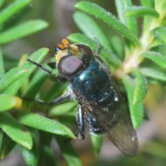 Psilota sp. (genus) (Hover fly) at Mount Jerrabomberra QP - 22 Nov 2020 by Harrisi