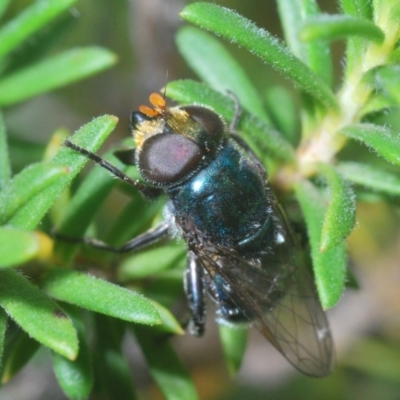 Psilota sp. (genus) (Hover fly) at Mount Jerrabomberra QP - 22 Nov 2020 by Harrisi