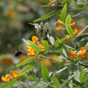 Xylocopa (Lestis) aerata at Acton, ACT - 25 Nov 2020