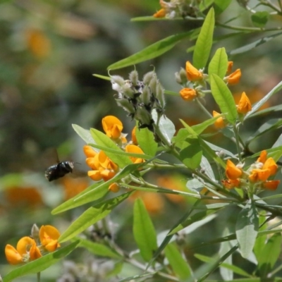 Xylocopa (Lestis) aerata (Golden-Green Carpenter Bee) at Acton, ACT - 25 Nov 2020 by TimL