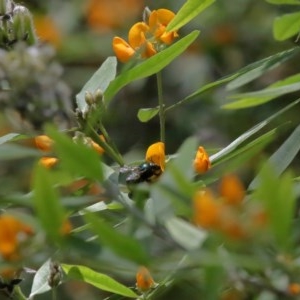 Xylocopa (Lestis) aerata at Acton, ACT - 25 Nov 2020