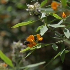 Xylocopa (Lestis) aerata at Acton, ACT - 25 Nov 2020